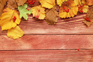 Naklejka na ściany i meble Autumn leaves and berry