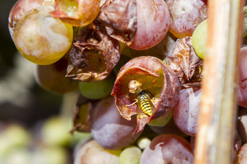 grapes being eaten by wasps