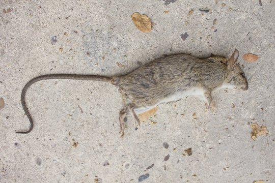 Dead rat on concrete floor
