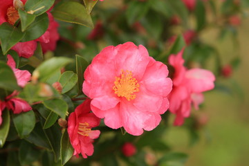 Camellia.
