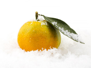 Mandarin on the snow closeup