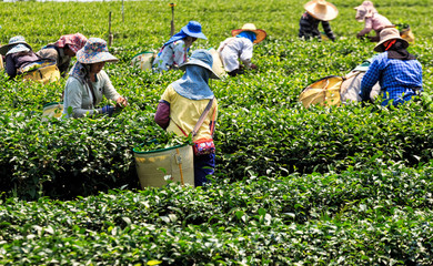 Workers in a green field harvesting the green tea