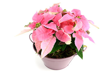 pink poinsettia flowerpot