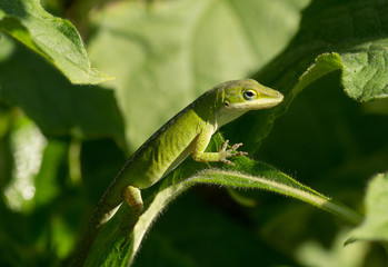 Green Anole