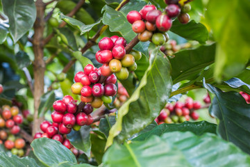 Coffee tree