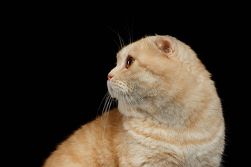 Closeup Ginger Scottish Fold Cat Looking back isolated on Black