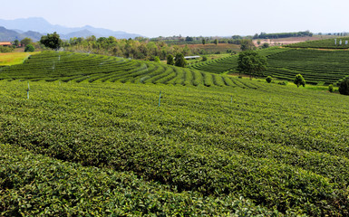 Fototapeta na wymiar Beautiful fresh green tea plantation