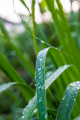 Green leaf with water droplets,Close-up.