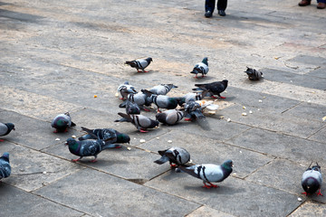 Fototapeta premium Group of pigeons eating leftover bread