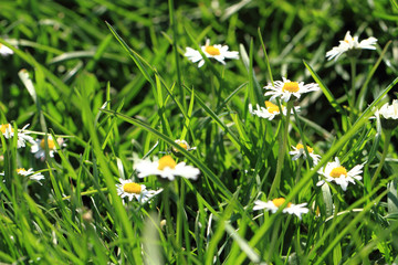 daisies in the green grass