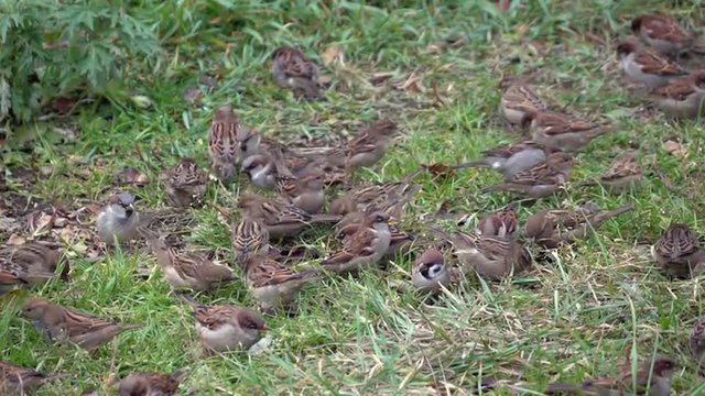 Slow motion full HD footage with group of sparrows eating on the grass and flying away. Great autumn nature scene. 1920x1080
