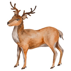 Fototapeta premium Watercolor Reindeer