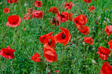Naklejka premium Flowers red poppies