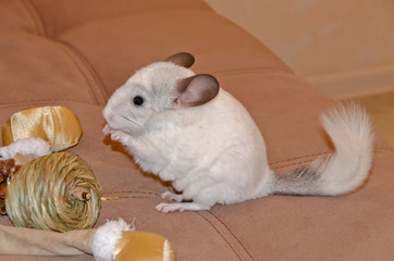 Obraz premium The white chinchilla sitting