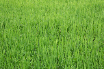 Green view of paddy rice field