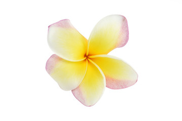Fototapeta na wymiar frangipani flowers on white background with clipping paths