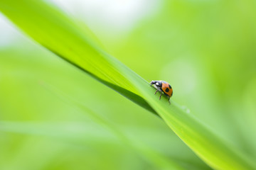 Ladybug on green grass.