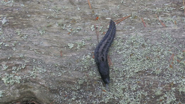 Black slimy slug on the tree trunk. It is not moving since slug moves too slow