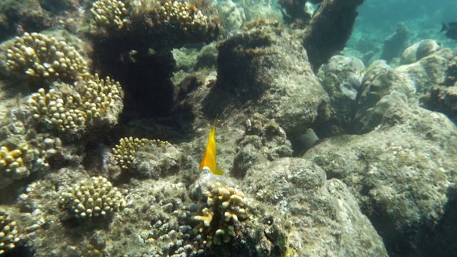 Yellow fish inhabiting coral reed in Red Sea