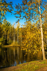 Autumn trees and reflection in water of pond