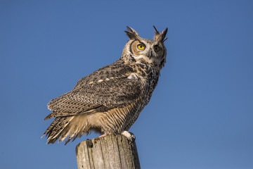 Naklejka premium Great horned owl (Bubo virginianus)