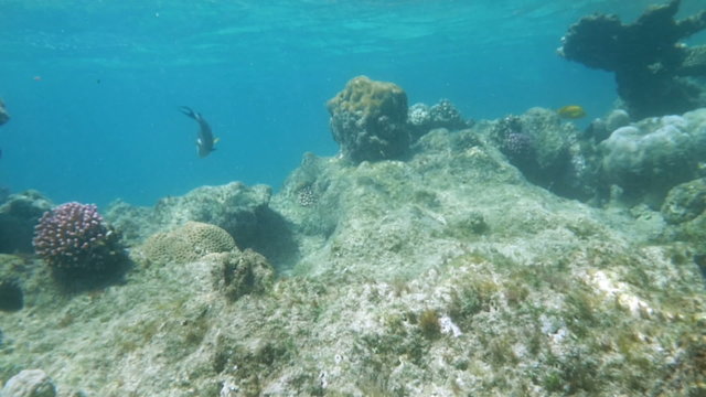 Coral reef dwellers in Red Sea