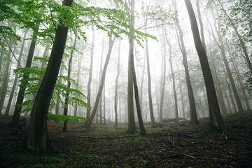 Wenn der Nebel kommt - Wald