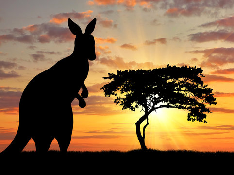 Silhouette of a kangaroo