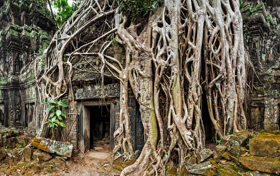 Ancient stone door and tree roots, Ta Prohm temple, Angkor, Camb