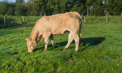 Young light brown cow eats grass
