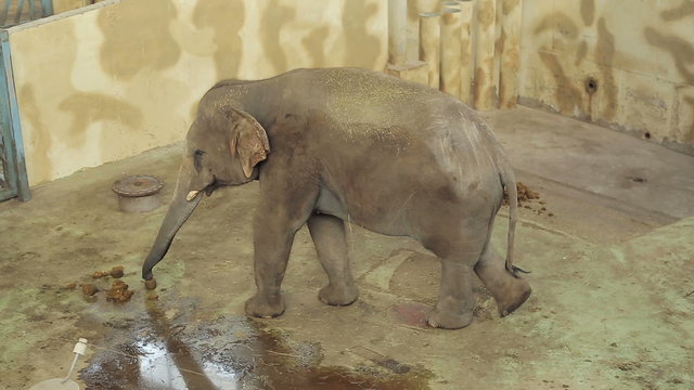 Elephant In The Zoo