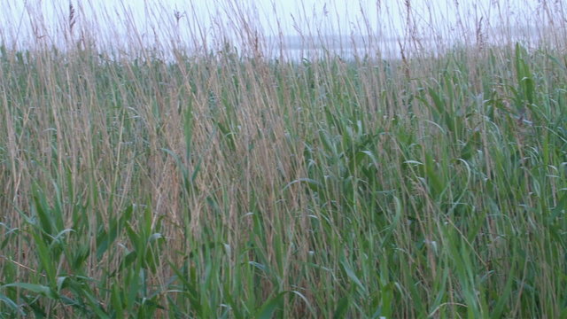 Lots of bulrush on the field. Bulrushes is the vernacular name tules is a local moniker and buggy whips is slang for several large wetland grass-like plants in the sedge family
