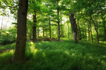 Saftiges Grün - Wälder im Harz