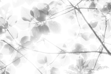 Beautiful green Leaves on the branches in the autumn forest.