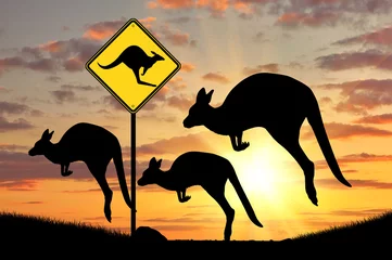 Photo sur Aluminium Kangourou Silhouette d& 39 un troupeau de kangourous