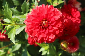 Red "Hybrid Dahlia Cordula" flower in Munich, Germany. It is classified as "Pompon Dahlia" and native to Mexico.