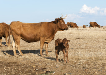 Fototapeta premium Cows in alentejo field