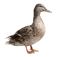 Mallard Duck Bird