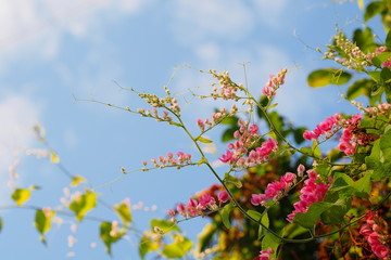 Confederate vine with pink flower and the sky