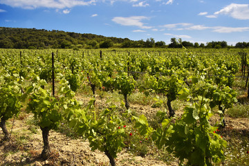 Fototapeta na wymiar Vignes du Languedoc