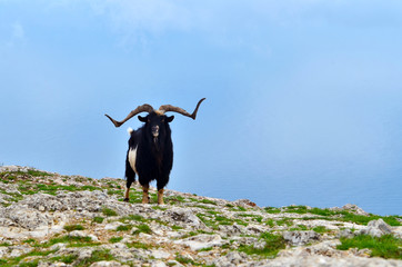 A lone mountain goat