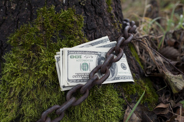 Money Tethered To Tree