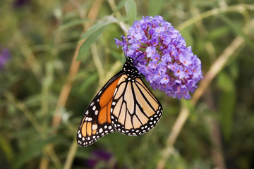 Monarch Butterfly on Purple Butterfly Bush