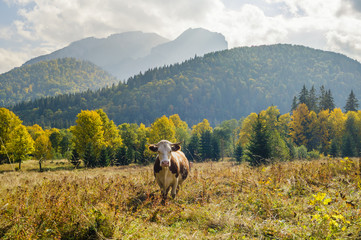 Krowa na górskim pastwisku
