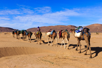 camel caravan going through the desert