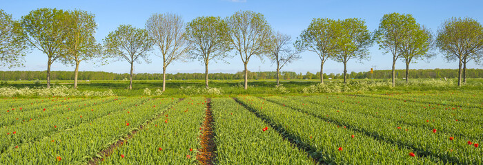 Fototapeta na wymiar Tulips in a sunny field in spring