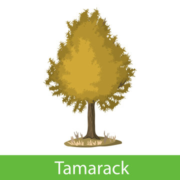 Tamarack cartoon tree