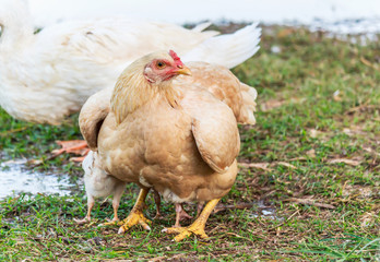 Hen guarding chicks