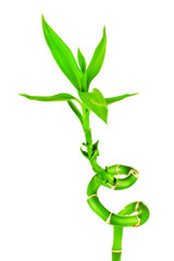 Green Bamboo Sprout