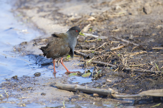 Black crake walking along the edge of a pond searching insects